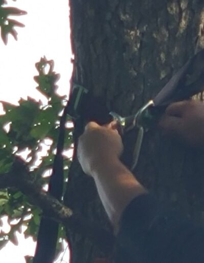 Close view of a rescuer setting a strap on the tree during tree stand rescue training, September 12, 2026